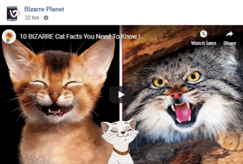 troywakelin giphygifmaker giphyattribution cat facts GIF