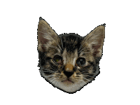 Animal Planet Cats Sticker by The Art Plug