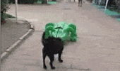 dog pulling GIF