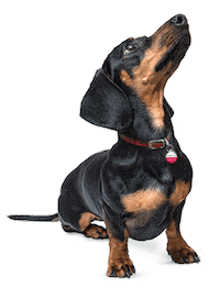 Dog Sticker by 24Petwatch