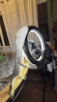 Fall Falling GIF