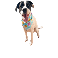 Gotta Catch Em All Pokemon Sticker by Geekster Pets