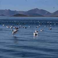 travel reizen GIF by BNNVARA