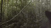 scared discovery channel GIF by Discovery Europe