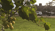florida state garden GIF