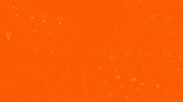 Cunningham GIF by Flint Firebirds