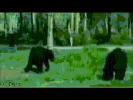 bear coward GIF