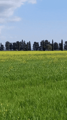 Simongip giphyupload GIF