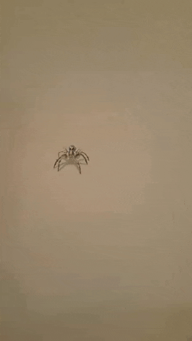 spider life bugs GIF by Dr. Donna Thomas Rodgers