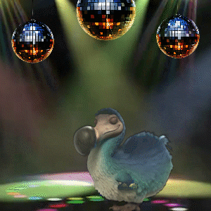 Happy Party GIF by Dodo Australia
