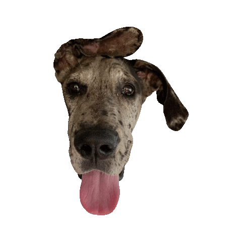 great dane dog Sticker by DopeDog