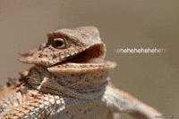 smiling GIF