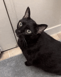 mannycat meow black cat let me out meowing GIF