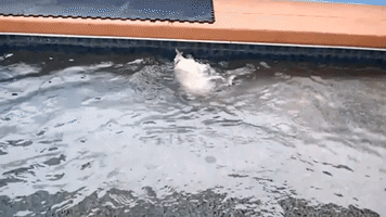 Golden Retriever Puppies Enjoy Their First Swim