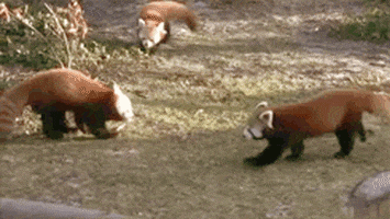 red panda GIF