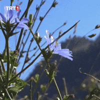 Good Morning Thanks GIF by TRT