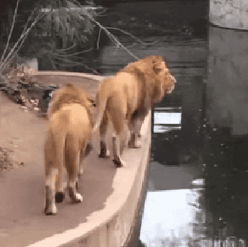 cuteanimalland giphyupload GIF