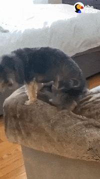 Dog GIF by The Dodo