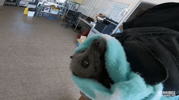 Flying Fox Receives Life-Saving Treatment at Melbourne-Area Zoo
