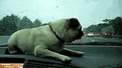 pug GIF
