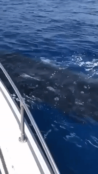 Whale Sharks Spotted Off Florida, Prompting Request From Researchers for Sightings