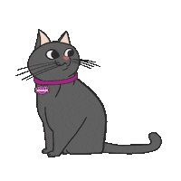 Cat Racao Sticker by Whiskas Brasil