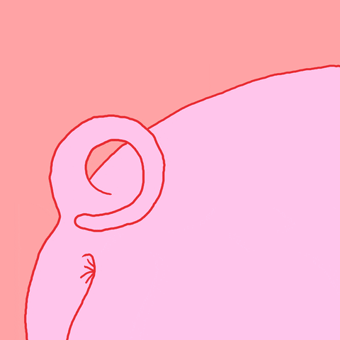 Pig Tail GIF by Shane Beam