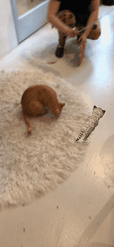 kitty laser GIF