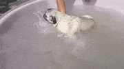 GIF by ViralHog