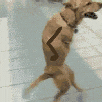 dog wtf GIF