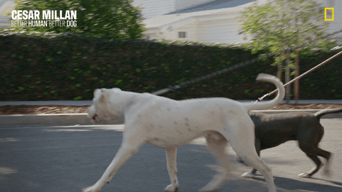 Nat Geo Dog GIF by National Geographic Channel