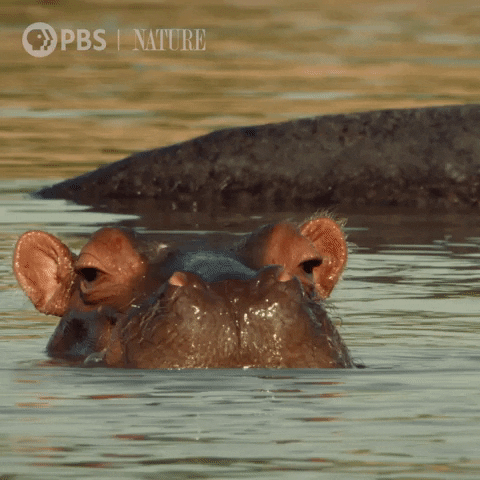 Pbs Nature Hello GIF by Nature on PBS