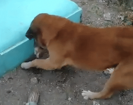 ozumbo giphyupload GIF