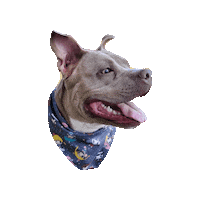 Sailor Moon Pitbull Sticker by Geekster Pets
