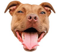 pitbull pocket pit Sticker by Red Beard
