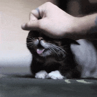 baby love GIF