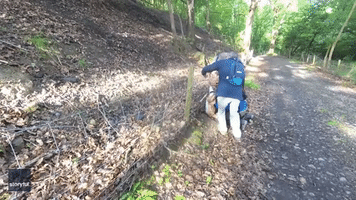 Hikers Rescue Wounded Deer Trapped in Fence