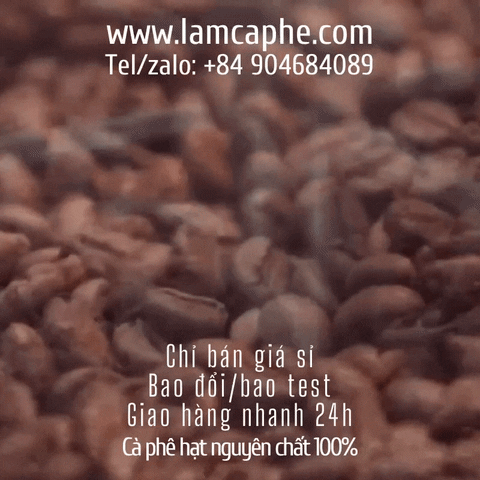 lmcph giphyupload caphehat cafehat vietnamesecoffeebean GIF