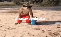 Monkey GIF