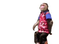Fun Monkey Sticker