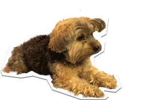 ChicSketch giphyupload girl fashion new post Sticker