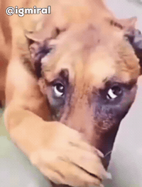 Funny Dog GIF