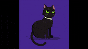 bibi_999 love cat animal night GIF