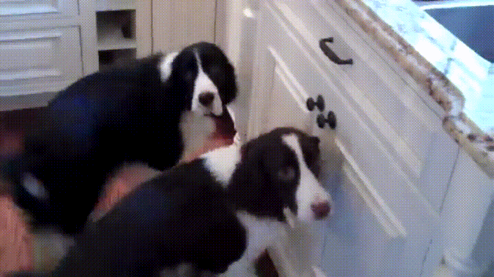 spaniels GIF