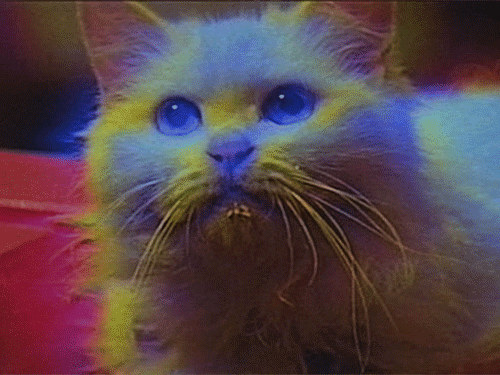 Bruce Lee Cat GIF by vhspositive