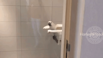 Clean-Thinking Cockatoo Catches Quick Shower