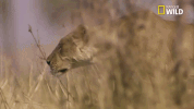 savage kingdom big cat week GIF by Nat Geo Wild 