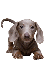 Dog Puppy Sticker by Ben L