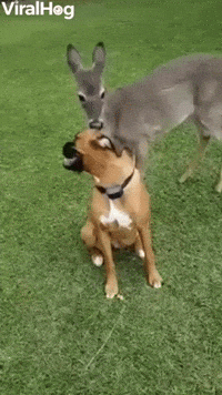 Deer Bounces and Frolics With Boxer Buddies