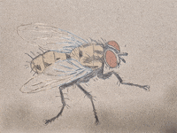 Drawing Fly GIF by Trevor Anderson